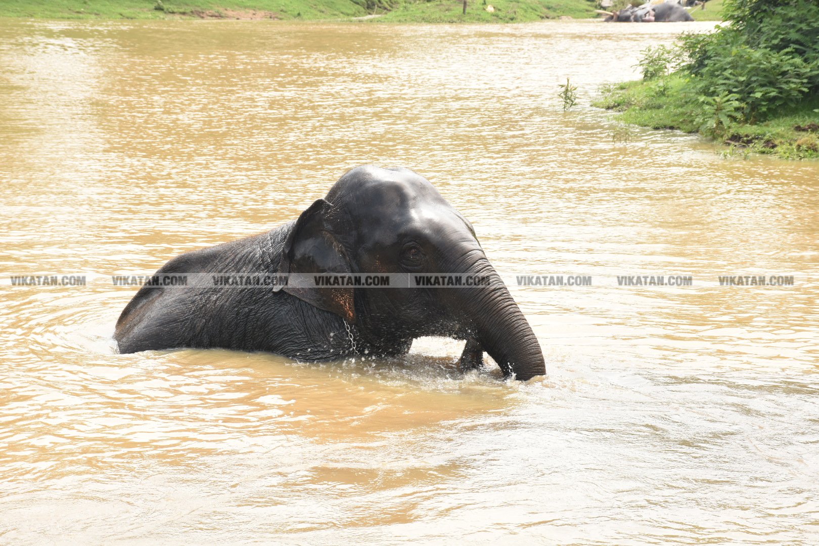 மாயாறு குளியல், முதுமலை உற்சாகம்... மசினி யானை இப்போது எப்படி இருக்கிறது? படங்கள்: கே.அருண் மாயாறு குளியல், முதுமலை உற்சாகம்... மசினி யானை இப்போது எப்படி இருக்கிறது? படங்கள்: கே.அருண்