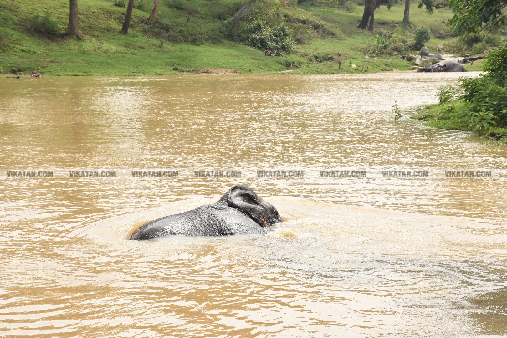 மாயாறு குளியல், முதுமலை உற்சாகம்... மசினி யானை இப்போது எப்படி இருக்கிறது? படங்கள்: கே.அருண் மாயாறு குளியல், முதுமலை உற்சாகம்... மசினி யானை இப்போது எப்படி இருக்கிறது? படங்கள்: கே.அருண்