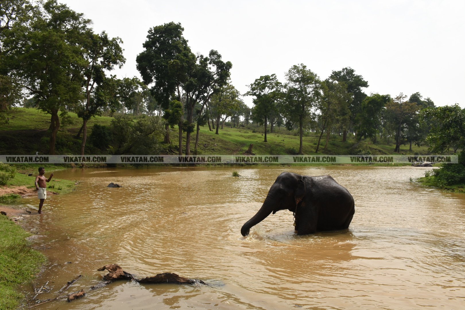 மாயாறு குளியல், முதுமலை உற்சாகம்... மசினி யானை இப்போது எப்படி இருக்கிறது? படங்கள்: கே.அருண் மாயாறு குளியல், முதுமலை உற்சாகம்... மசினி யானை இப்போது எப்படி இருக்கிறது? படங்கள்: கே.அருண்