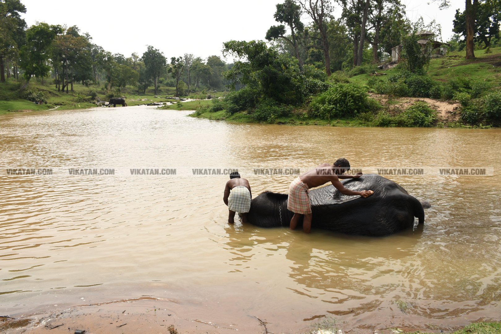 மாயாறு குளியல், முதுமலை உற்சாகம்... மசினி யானை இப்போது எப்படி இருக்கிறது? படங்கள்: கே.அருண் மாயாறு குளியல், முதுமலை உற்சாகம்... மசினி யானை இப்போது எப்படி இருக்கிறது? படங்கள்: கே.அருண்