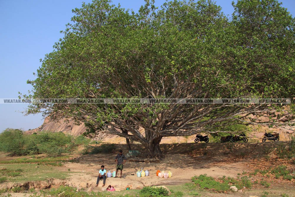குடிநீருக்காக பல கி.மீட்டருக்கு பயணம்... தண்ணீரின்றி தவிக்கும் மேலூர் மக்கள்! படங்கள்: ஈ.ஜெ.நந்தகுமார் குடிநீருக்காக பல கி.மீட்டருக்கு பயணம்... தண்ணீரின்றி தவிக்கும் மேலூர் மக்கள்! படங்கள்: ஈ.ஜெ.நந்தகுமார்