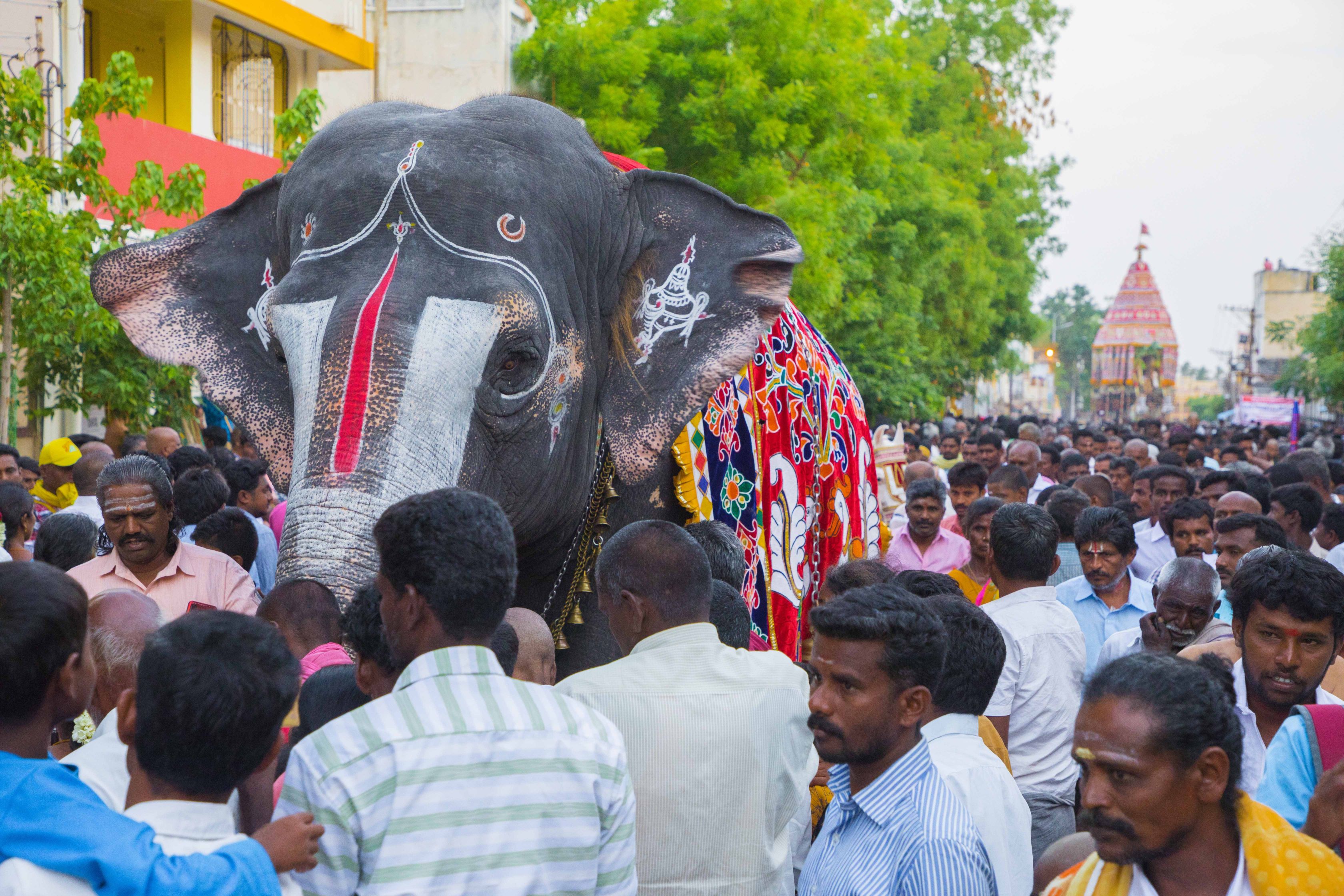 திருச்சி, ஸ்ரீரங்கம் ரங்கநாத சுவாமி கோயில் சித்திரைத் தேரோட்டம் திருச்சி, ஸ்ரீரங்கம் ரங்கநாத சுவாமி கோயில் சித்திரைத் தேரோட்டம்