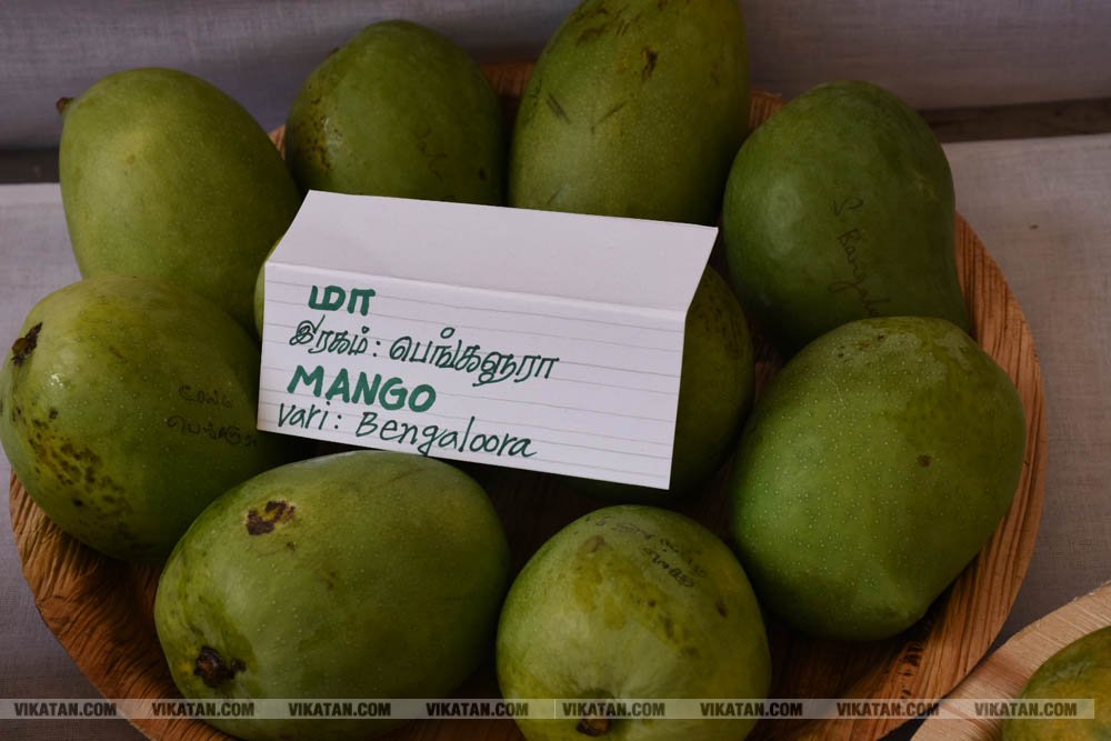அல்போன்சா, மல்லிகா, பீட்டர், நடுசாலை, மல்கோவா, குதாதத்... நீலகிரி, குன்னூர் சிம்ஸ் பூங்கா, 61வது பழக்கண்காட்சியில் மாம்பழங்களின் அணிவகுப்பு அல்போன்சா, மல்லிகா, பீட்டர், நடுசாலை, மல்கோவா, குதாதத்... நீலகிரி, குன்னூர் சிம்ஸ் பூங்கா, 61வது பழக்கண்காட்சியில் மாம்பழங்களின் அணிவகுப்பு