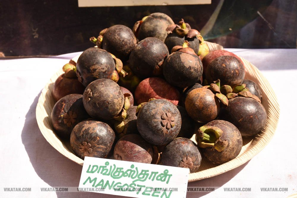 அல்போன்சா, மல்லிகா, பீட்டர், நடுசாலை, மல்கோவா, குதாதத்... நீலகிரி, குன்னூர் சிம்ஸ் பூங்கா, 61வது பழக்கண்காட்சியில் மாம்பழங்களின் அணிவகுப்பு அல்போன்சா, மல்லிகா, பீட்டர், நடுசாலை, மல்கோவா, குதாதத்... நீலகிரி, குன்னூர் சிம்ஸ் பூங்கா, 61வது பழக்கண்காட்சியில் மாம்பழங்களின் அணிவகுப்பு