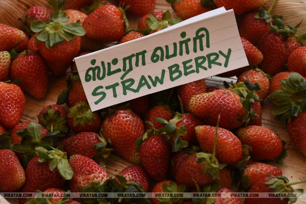 அல்போன்சா, மல்லிகா, பீட்டர், நடுசாலை, மல்கோவா, குதாதத்... நீலகிரி, குன்னூர் சிம்ஸ் பூங்கா, 61வது பழக்கண்காட்சியில் மாம்பழங்களின் அணிவகுப்பு அல்போன்சா, மல்லிகா, பீட்டர், நடுசாலை, மல்கோவா, குதாதத்... நீலகிரி, குன்னூர் சிம்ஸ் பூங்கா, 61வது பழக்கண்காட்சியில் மாம்பழங்களின் அணிவகுப்பு