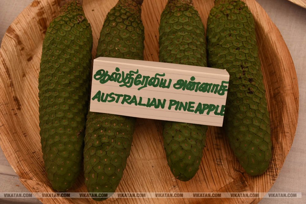 அல்போன்சா, மல்லிகா, பீட்டர், நடுசாலை, மல்கோவா, குதாதத்... நீலகிரி, குன்னூர் சிம்ஸ் பூங்கா, 61வது பழக்கண்காட்சியில் மாம்பழங்களின் அணிவகுப்பு அல்போன்சா, மல்லிகா, பீட்டர், நடுசாலை, மல்கோவா, குதாதத்... நீலகிரி, குன்னூர் சிம்ஸ் பூங்கா, 61வது பழக்கண்காட்சியில் மாம்பழங்களின் அணிவகுப்பு