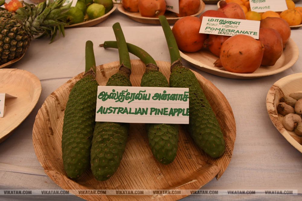 அல்போன்சா, மல்லிகா, பீட்டர், நடுசாலை, மல்கோவா, குதாதத்... நீலகிரி, குன்னூர் சிம்ஸ் பூங்கா, 61வது பழக்கண்காட்சியில் மாம்பழங்களின் அணிவகுப்பு அல்போன்சா, மல்லிகா, பீட்டர், நடுசாலை, மல்கோவா, குதாதத்... நீலகிரி, குன்னூர் சிம்ஸ் பூங்கா, 61வது பழக்கண்காட்சியில் மாம்பழங்களின் அணிவகுப்பு