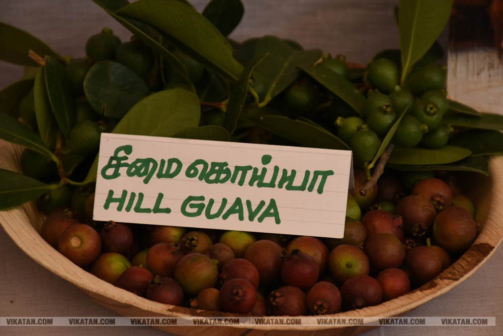 அல்போன்சா, மல்லிகா, பீட்டர், நடுசாலை, மல்கோவா, குதாதத்... நீலகிரி, குன்னூர் சிம்ஸ் பூங்கா, 61வது பழக்கண்காட்சியில் மாம்பழங்களின் அணிவகுப்பு அல்போன்சா, மல்லிகா, பீட்டர், நடுசாலை, மல்கோவா, குதாதத்... நீலகிரி, குன்னூர் சிம்ஸ் பூங்கா, 61வது பழக்கண்காட்சியில் மாம்பழங்களின் அணிவகுப்பு