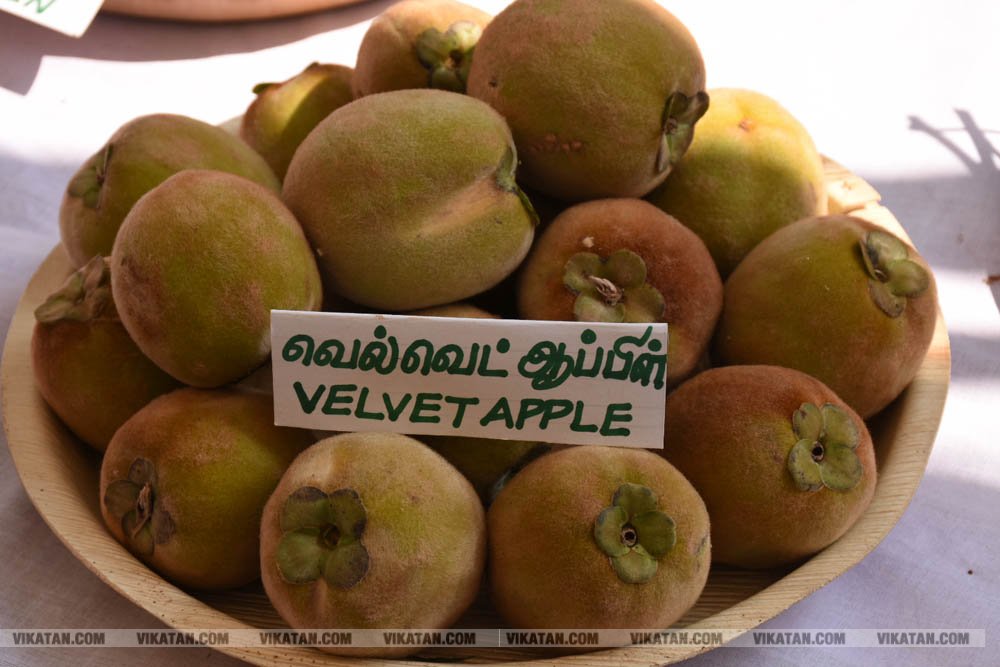 அல்போன்சா, மல்லிகா, பீட்டர், நடுசாலை, மல்கோவா, குதாதத்... நீலகிரி, குன்னூர் சிம்ஸ் பூங்கா, 61வது பழக்கண்காட்சியில் மாம்பழங்களின் அணிவகுப்பு அல்போன்சா, மல்லிகா, பீட்டர், நடுசாலை, மல்கோவா, குதாதத்... நீலகிரி, குன்னூர் சிம்ஸ் பூங்கா, 61வது பழக்கண்காட்சியில் மாம்பழங்களின் அணிவகுப்பு