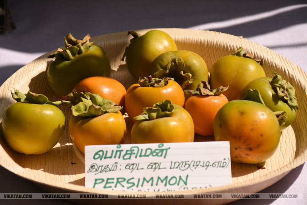 அல்போன்சா, மல்லிகா, பீட்டர், நடுசாலை, மல்கோவா, குதாதத்... நீலகிரி, குன்னூர் சிம்ஸ் பூங்கா, 61வது பழக்கண்காட்சியில் மாம்பழங்களின் அணிவகுப்பு அல்போன்சா, மல்லிகா, பீட்டர், நடுசாலை, மல்கோவா, குதாதத்... நீலகிரி, குன்னூர் சிம்ஸ் பூங்கா, 61வது பழக்கண்காட்சியில் மாம்பழங்களின் அணிவகுப்பு