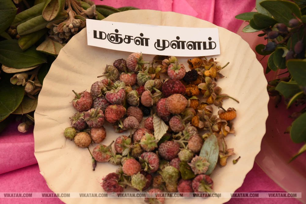 அல்போன்சா, மல்லிகா, பீட்டர், நடுசாலை, மல்கோவா, குதாதத்... நீலகிரி, குன்னூர் சிம்ஸ் பூங்கா, 61வது பழக்கண்காட்சியில் மாம்பழங்களின் அணிவகுப்பு அல்போன்சா, மல்லிகா, பீட்டர், நடுசாலை, மல்கோவா, குதாதத்... நீலகிரி, குன்னூர் சிம்ஸ் பூங்கா, 61வது பழக்கண்காட்சியில் மாம்பழங்களின் அணிவகுப்பு