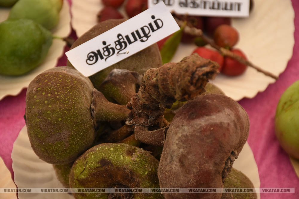 அல்போன்சா, மல்லிகா, பீட்டர், நடுசாலை, மல்கோவா, குதாதத்... நீலகிரி, குன்னூர் சிம்ஸ் பூங்கா, 61வது பழக்கண்காட்சியில் மாம்பழங்களின் அணிவகுப்பு அல்போன்சா, மல்லிகா, பீட்டர், நடுசாலை, மல்கோவா, குதாதத்... நீலகிரி, குன்னூர் சிம்ஸ் பூங்கா, 61வது பழக்கண்காட்சியில் மாம்பழங்களின் அணிவகுப்பு