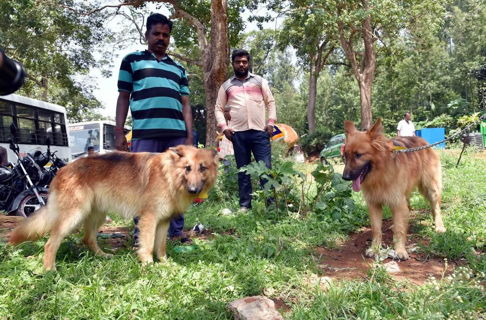 ஏற்காடு கோடைவிழாவில், சுற்றுலா பயணிகளை வெகுவாக கவர்ந்த நாய் கண்காட்சி! ஏற்காடு கோடைவிழாவில், சுற்றுலா பயணிகளை வெகுவாக கவர்ந்த நாய் கண்காட்சி!