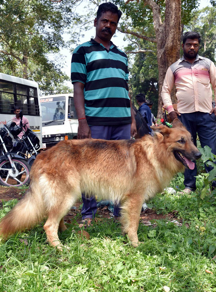 ஏற்காடு கோடைவிழாவில், சுற்றுலா பயணிகளை வெகுவாக கவர்ந்த நாய் கண்காட்சி! ஏற்காடு கோடைவிழாவில், சுற்றுலா பயணிகளை வெகுவாக கவர்ந்த நாய் கண்காட்சி!