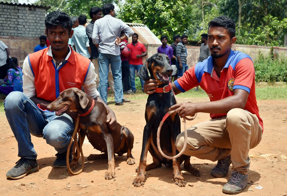ஏற்காடு கோடைவிழாவில், சுற்றுலா பயணிகளை வெகுவாக கவர்ந்த நாய் கண்காட்சி! ஏற்காடு கோடைவிழாவில், சுற்றுலா பயணிகளை வெகுவாக கவர்ந்த நாய் கண்காட்சி!