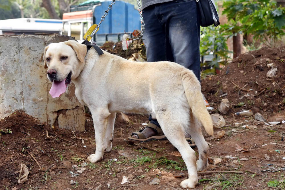 ஏற்காடு கோடைவிழாவில், சுற்றுலா பயணிகளை வெகுவாக கவர்ந்த நாய் கண்காட்சி! ஏற்காடு கோடைவிழாவில், சுற்றுலா பயணிகளை வெகுவாக கவர்ந்த நாய் கண்காட்சி!