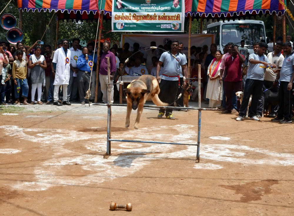 ஏற்காடு கோடைவிழாவில், சுற்றுலா பயணிகளை வெகுவாக கவர்ந்த நாய் கண்காட்சி! ஏற்காடு கோடைவிழாவில், சுற்றுலா பயணிகளை வெகுவாக கவர்ந்த நாய் கண்காட்சி!