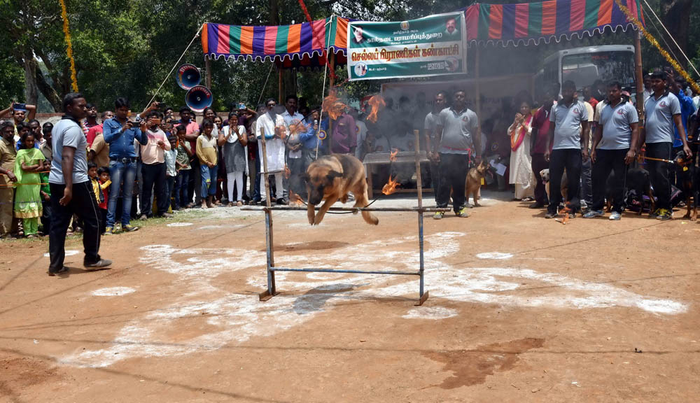 ஏற்காடு கோடைவிழாவில், சுற்றுலா பயணிகளை வெகுவாக கவர்ந்த நாய் கண்காட்சி! ஏற்காடு கோடைவிழாவில், சுற்றுலா பயணிகளை வெகுவாக கவர்ந்த நாய் கண்காட்சி!