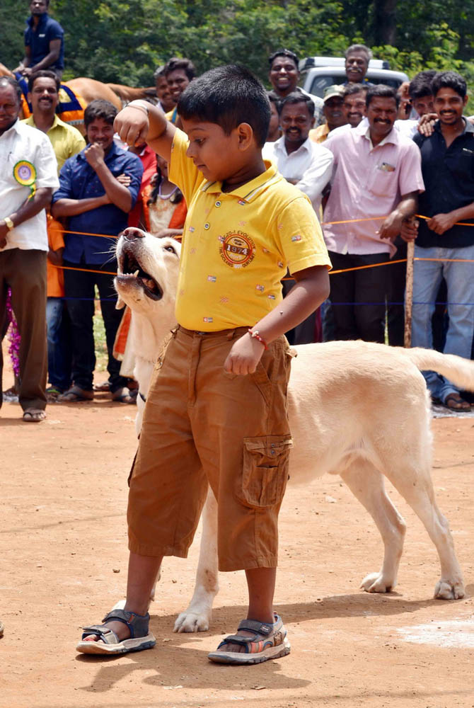 ஏற்காடு கோடைவிழாவில், சுற்றுலா பயணிகளை வெகுவாக கவர்ந்த நாய் கண்காட்சி! ஏற்காடு கோடைவிழாவில், சுற்றுலா பயணிகளை வெகுவாக கவர்ந்த நாய் கண்காட்சி!
