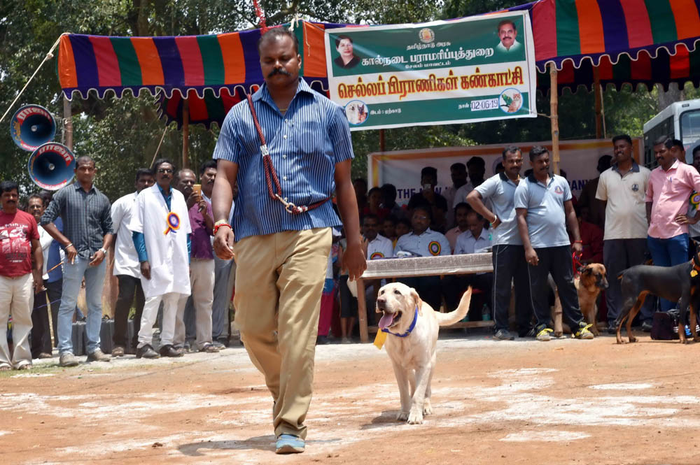 ஏற்காடு கோடைவிழாவில், சுற்றுலா பயணிகளை வெகுவாக கவர்ந்த நாய் கண்காட்சி! ஏற்காடு கோடைவிழாவில், சுற்றுலா பயணிகளை வெகுவாக கவர்ந்த நாய் கண்காட்சி!
