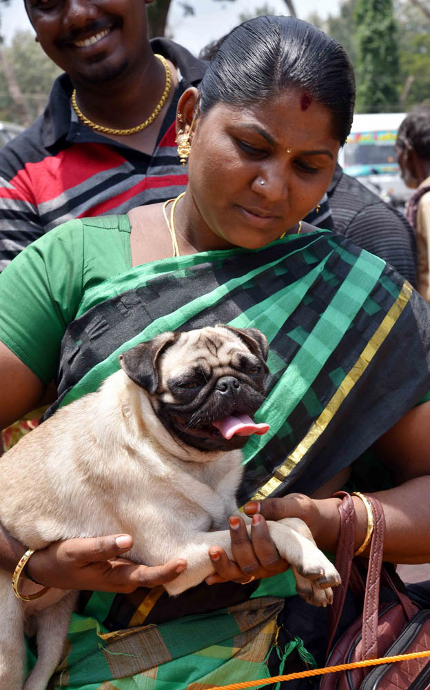 ஏற்காடு கோடைவிழாவில், சுற்றுலா பயணிகளை வெகுவாக கவர்ந்த நாய் கண்காட்சி! ஏற்காடு கோடைவிழாவில், சுற்றுலா பயணிகளை வெகுவாக கவர்ந்த நாய் கண்காட்சி!