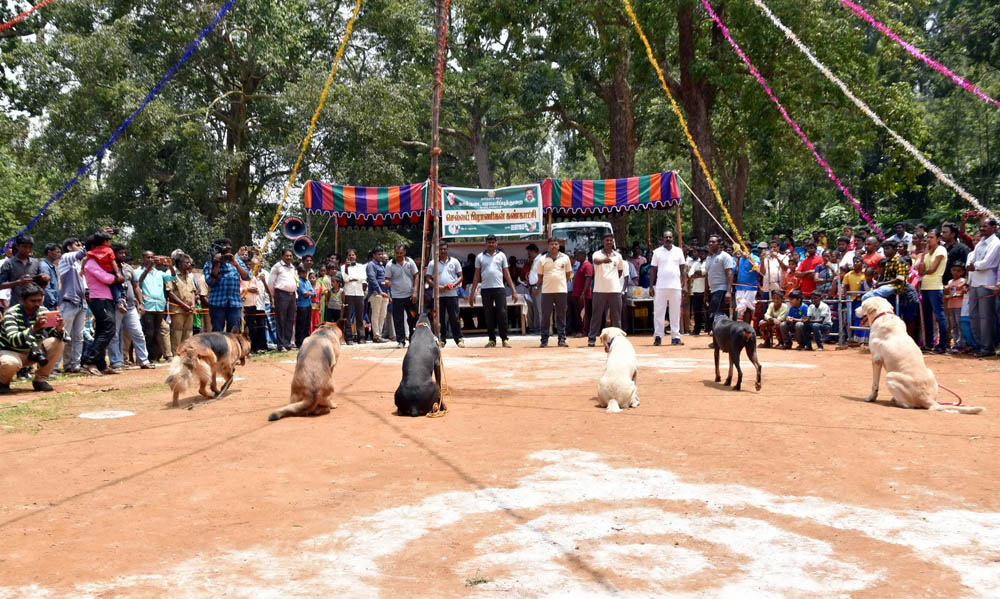 ஏற்காடு கோடைவிழாவில், சுற்றுலா பயணிகளை வெகுவாக கவர்ந்த நாய் கண்காட்சி! ஏற்காடு கோடைவிழாவில், சுற்றுலா பயணிகளை வெகுவாக கவர்ந்த நாய் கண்காட்சி!
