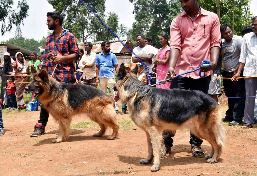 ஏற்காடு கோடைவிழாவில், சுற்றுலா பயணிகளை வெகுவாக கவர்ந்த நாய் கண்காட்சி! ஏற்காடு கோடைவிழாவில், சுற்றுலா பயணிகளை வெகுவாக கவர்ந்த நாய் கண்காட்சி!