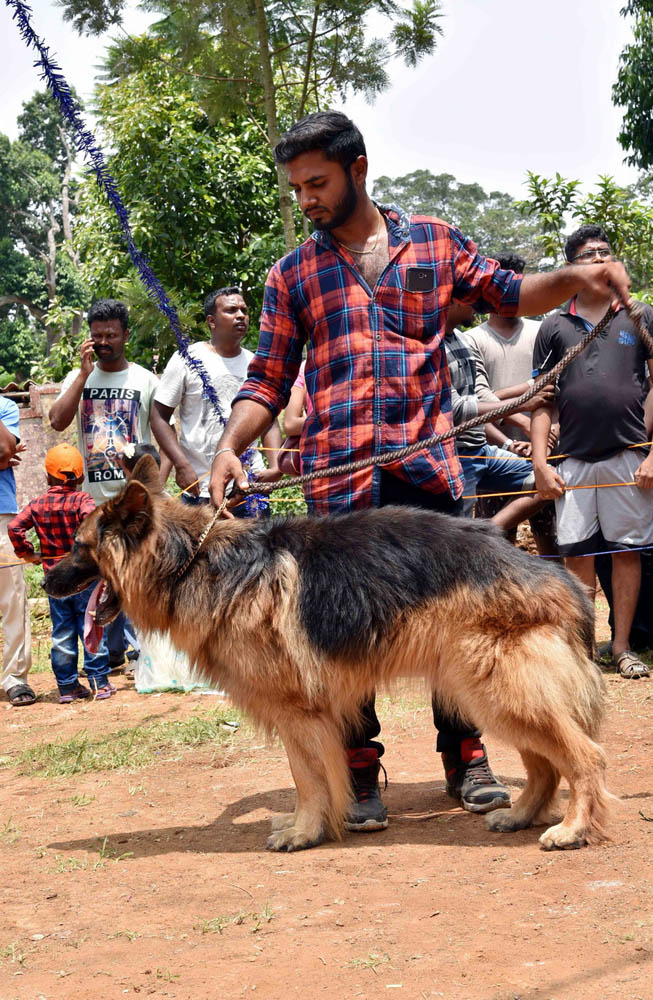 ஏற்காடு கோடைவிழாவில், சுற்றுலா பயணிகளை வெகுவாக கவர்ந்த நாய் கண்காட்சி! ஏற்காடு கோடைவிழாவில், சுற்றுலா பயணிகளை வெகுவாக கவர்ந்த நாய் கண்காட்சி!