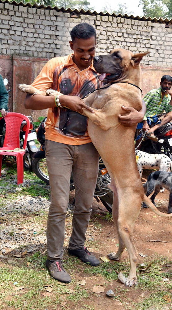 ஏற்காடு கோடைவிழாவில், சுற்றுலா பயணிகளை வெகுவாக கவர்ந்த நாய் கண்காட்சி! ஏற்காடு கோடைவிழாவில், சுற்றுலா பயணிகளை வெகுவாக கவர்ந்த நாய் கண்காட்சி!