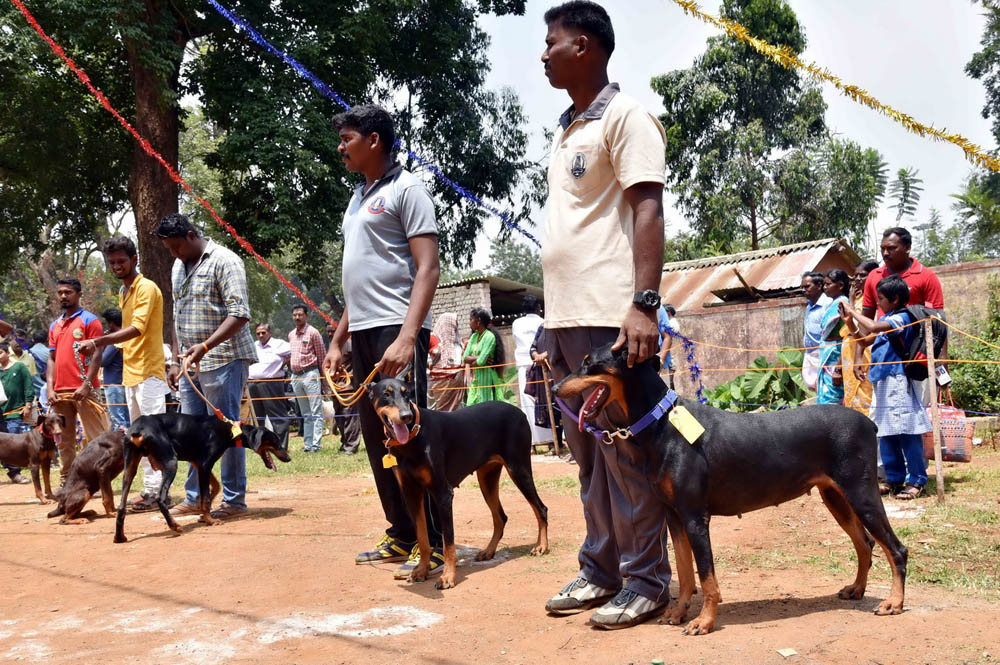 ஏற்காடு கோடைவிழாவில், சுற்றுலா பயணிகளை வெகுவாக கவர்ந்த நாய் கண்காட்சி! ஏற்காடு கோடைவிழாவில், சுற்றுலா பயணிகளை வெகுவாக கவர்ந்த நாய் கண்காட்சி!