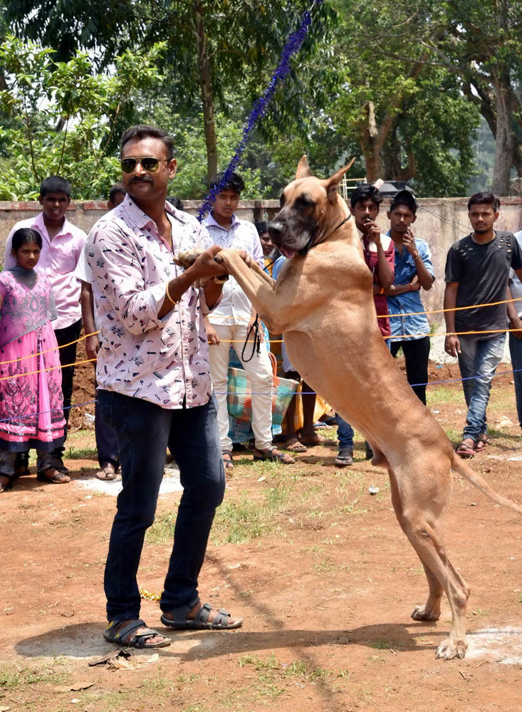 ஏற்காடு கோடைவிழாவில், சுற்றுலா பயணிகளை வெகுவாக கவர்ந்த நாய் கண்காட்சி! ஏற்காடு கோடைவிழாவில், சுற்றுலா பயணிகளை வெகுவாக கவர்ந்த நாய் கண்காட்சி!