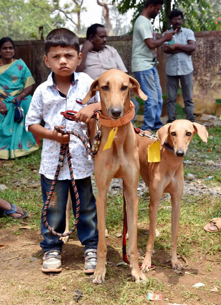 ஏற்காடு கோடைவிழாவில், சுற்றுலா பயணிகளை வெகுவாக கவர்ந்த நாய் கண்காட்சி! ஏற்காடு கோடைவிழாவில், சுற்றுலா பயணிகளை வெகுவாக கவர்ந்த நாய் கண்காட்சி!