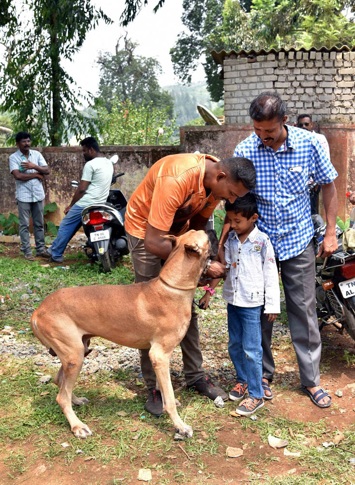 ஏற்காடு கோடைவிழாவில், சுற்றுலா பயணிகளை வெகுவாக கவர்ந்த நாய் கண்காட்சி! ஏற்காடு கோடைவிழாவில், சுற்றுலா பயணிகளை வெகுவாக கவர்ந்த நாய் கண்காட்சி!