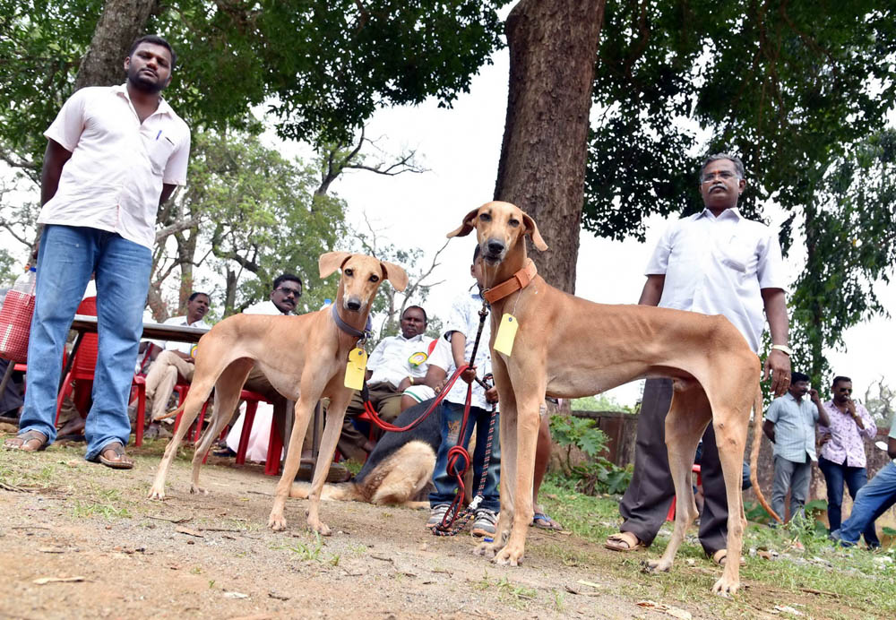 ஏற்காடு கோடைவிழாவில், சுற்றுலா பயணிகளை வெகுவாக கவர்ந்த நாய் கண்காட்சி! ஏற்காடு கோடைவிழாவில், சுற்றுலா பயணிகளை வெகுவாக கவர்ந்த நாய் கண்காட்சி!
