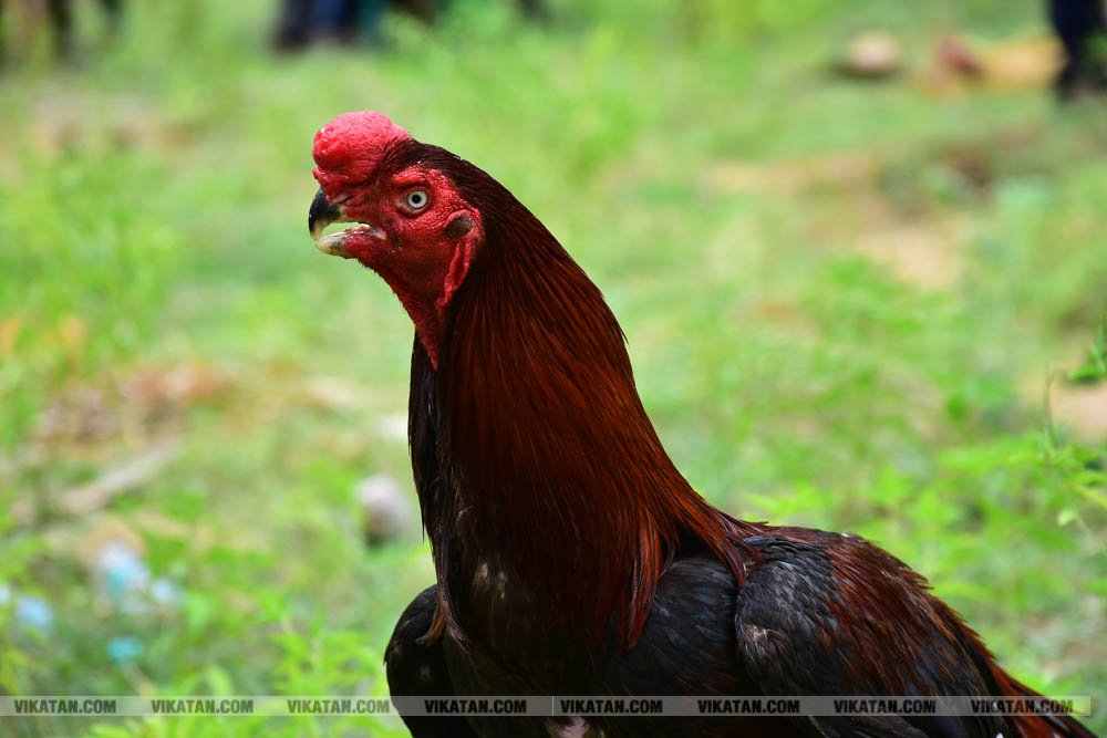 கிளிமூக்கு ,விசிறிவால், மயில்வால் சேவல்கள்: தஞ்சையில் களைகட்டிய சேவல் கண்காட்சி கிளிமூக்கு ,விசிறிவால், மயில்வால் சேவல்கள்: தஞ்சையில் களைகட்டிய சேவல் கண்காட்சி