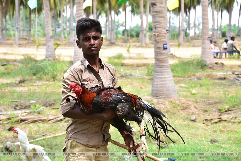 கிளிமூக்கு ,விசிறிவால், மயில்வால் சேவல்கள்: தஞ்சையில் களைகட்டிய சேவல் கண்காட்சி கிளிமூக்கு ,விசிறிவால், மயில்வால் சேவல்கள்: தஞ்சையில் களைகட்டிய சேவல் கண்காட்சி