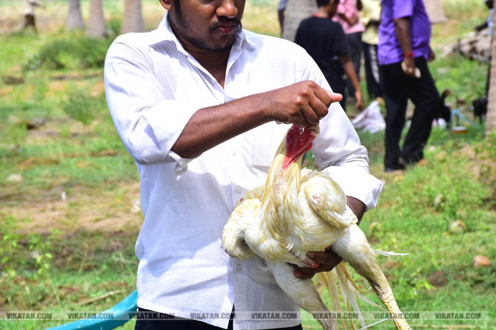 கிளிமூக்கு ,விசிறிவால், மயில்வால் சேவல்கள்: தஞ்சையில் களைகட்டிய சேவல் கண்காட்சி கிளிமூக்கு ,விசிறிவால், மயில்வால் சேவல்கள்: தஞ்சையில் களைகட்டிய சேவல் கண்காட்சி