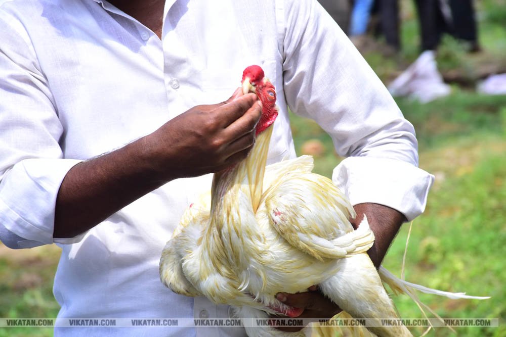 கிளிமூக்கு ,விசிறிவால், மயில்வால் சேவல்கள்: தஞ்சையில் களைகட்டிய சேவல் கண்காட்சி கிளிமூக்கு ,விசிறிவால், மயில்வால் சேவல்கள்: தஞ்சையில் களைகட்டிய சேவல் கண்காட்சி