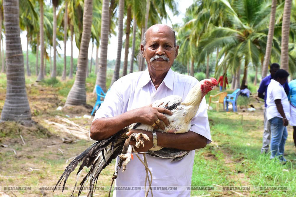 கிளிமூக்கு ,விசிறிவால், மயில்வால் சேவல்கள்: தஞ்சையில் களைகட்டிய சேவல் கண்காட்சி கிளிமூக்கு ,விசிறிவால், மயில்வால் சேவல்கள்: தஞ்சையில் களைகட்டிய சேவல் கண்காட்சி