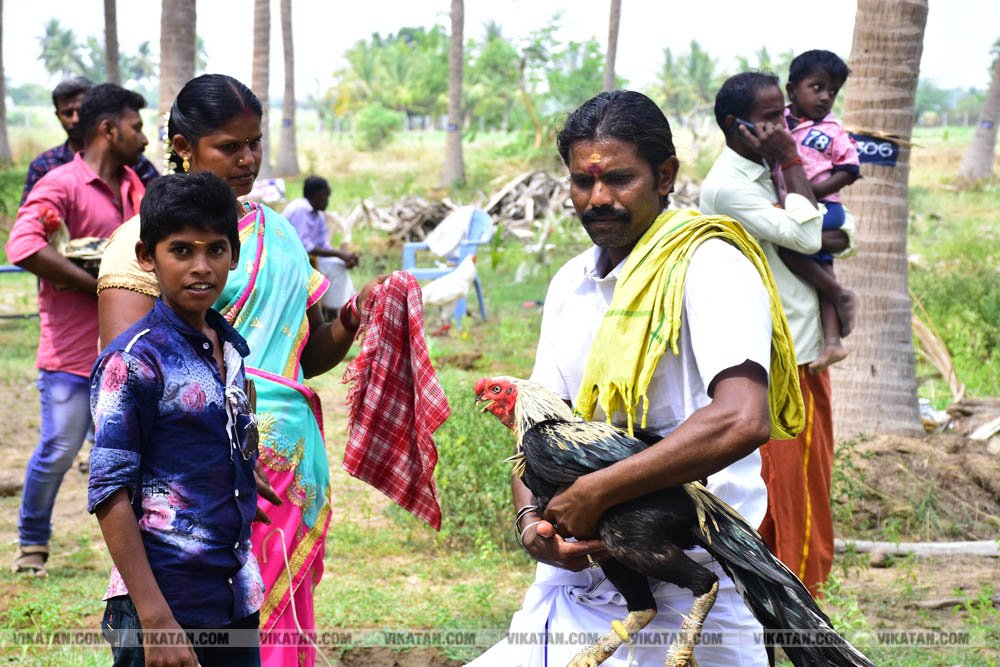 கிளிமூக்கு ,விசிறிவால், மயில்வால் சேவல்கள்: தஞ்சையில் களைகட்டிய சேவல் கண்காட்சி கிளிமூக்கு ,விசிறிவால், மயில்வால் சேவல்கள்: தஞ்சையில் களைகட்டிய சேவல் கண்காட்சி