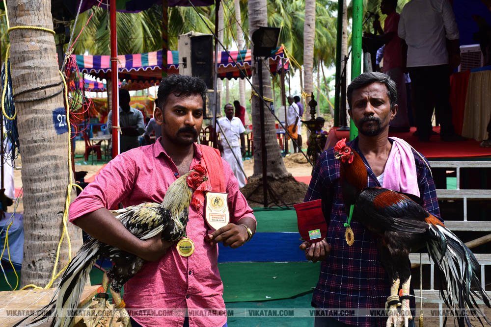 கிளிமூக்கு ,விசிறிவால், மயில்வால் சேவல்கள்: தஞ்சையில் களைகட்டிய சேவல் கண்காட்சி கிளிமூக்கு ,விசிறிவால், மயில்வால் சேவல்கள்: தஞ்சையில் களைகட்டிய சேவல் கண்காட்சி