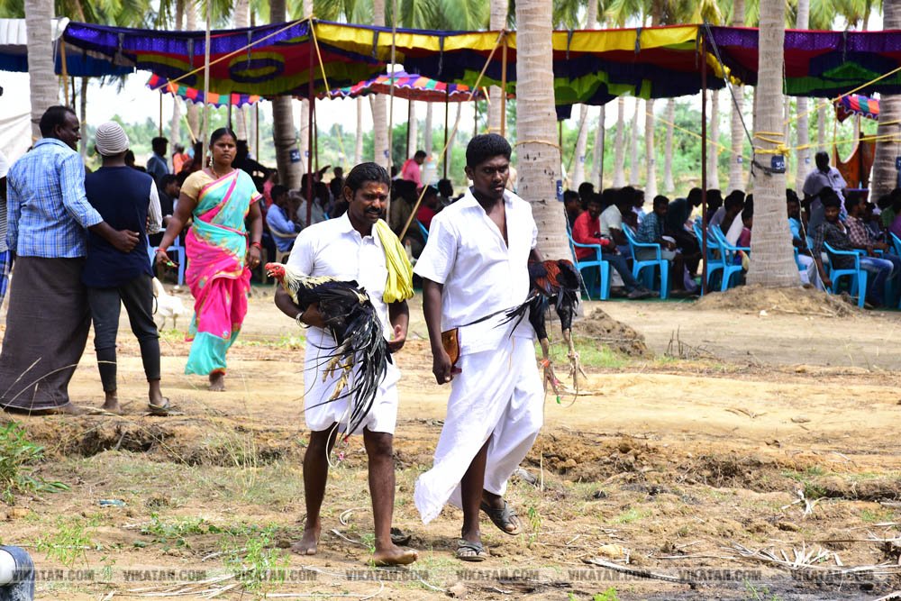 கிளிமூக்கு ,விசிறிவால், மயில்வால் சேவல்கள்: தஞ்சையில் களைகட்டிய சேவல் கண்காட்சி கிளிமூக்கு ,விசிறிவால், மயில்வால் சேவல்கள்: தஞ்சையில் களைகட்டிய சேவல் கண்காட்சி