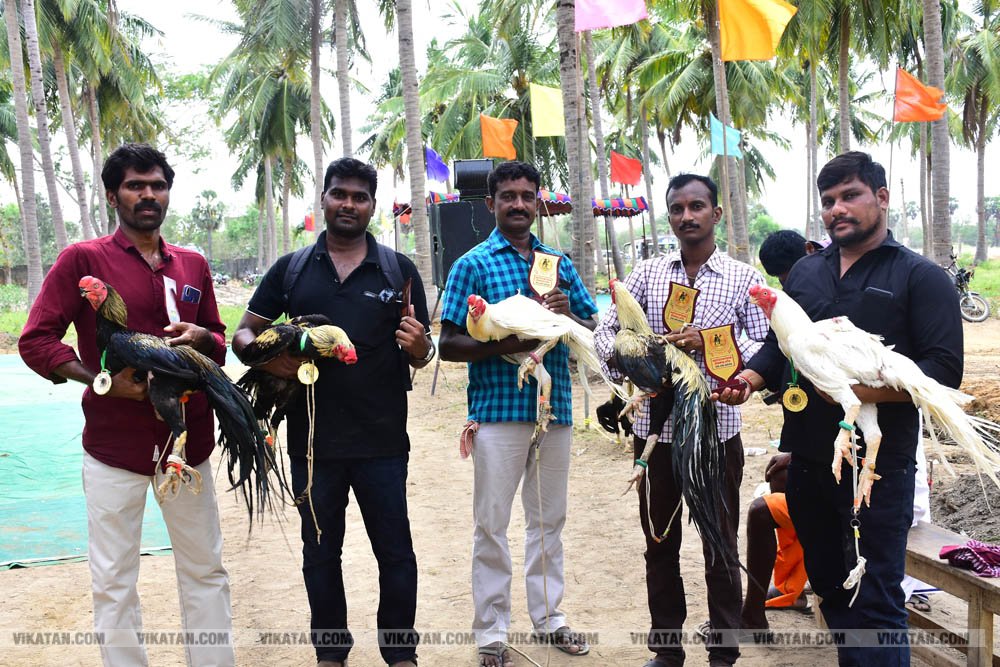 கிளிமூக்கு ,விசிறிவால், மயில்வால் சேவல்கள்: தஞ்சையில் களைகட்டிய சேவல் கண்காட்சி கிளிமூக்கு ,விசிறிவால், மயில்வால் சேவல்கள்: தஞ்சையில் களைகட்டிய சேவல் கண்காட்சி