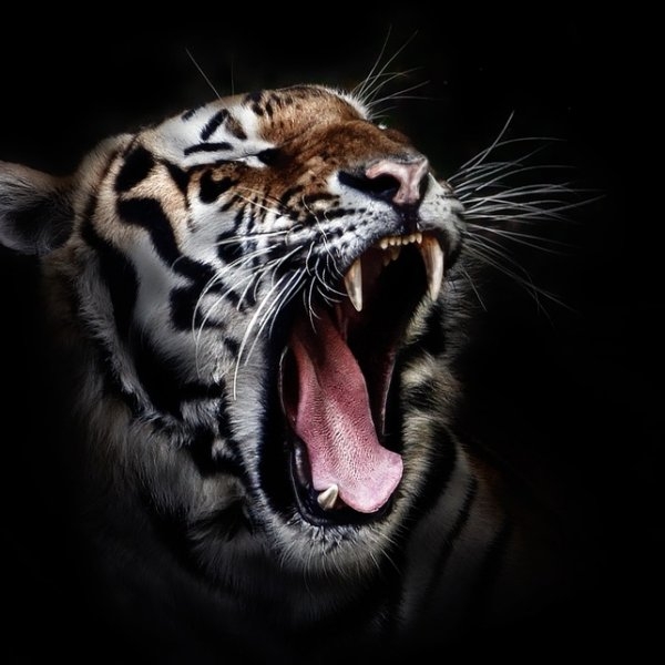 உலகுடனான 3000 புலிகளின் இறுதி யுத்தம்! #InternationalTigerDay | Only