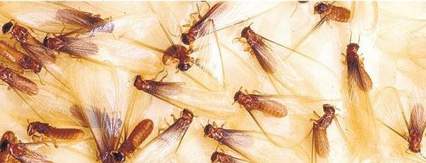 Bildergebnis fÃ¼r à®à®à®²à¯