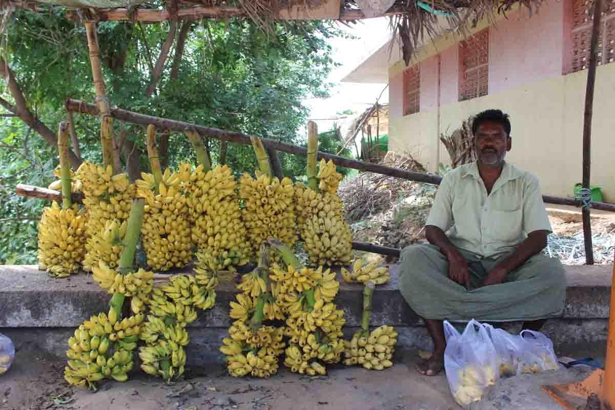 வாழை வியாபாரம்