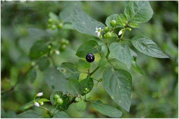 மணத்தக்காளி