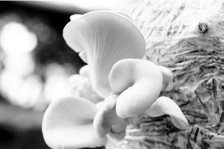 மஷ்ரூம்