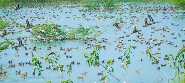 கிளியூர் பறவைகள்