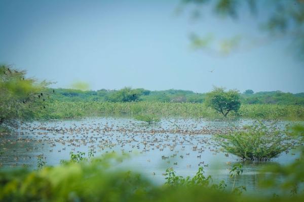 வெளிநாட்டு பறவைகள்